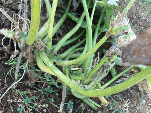 Squash Bugs Are Eating My Zucchini | hubpages