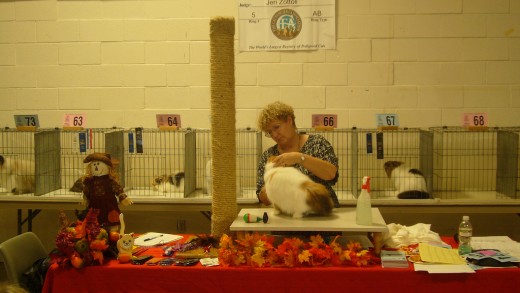 A cat being examined on a cat show