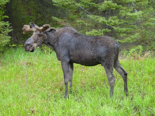 Female moose in Algonquin Park, Ontario, Canada
