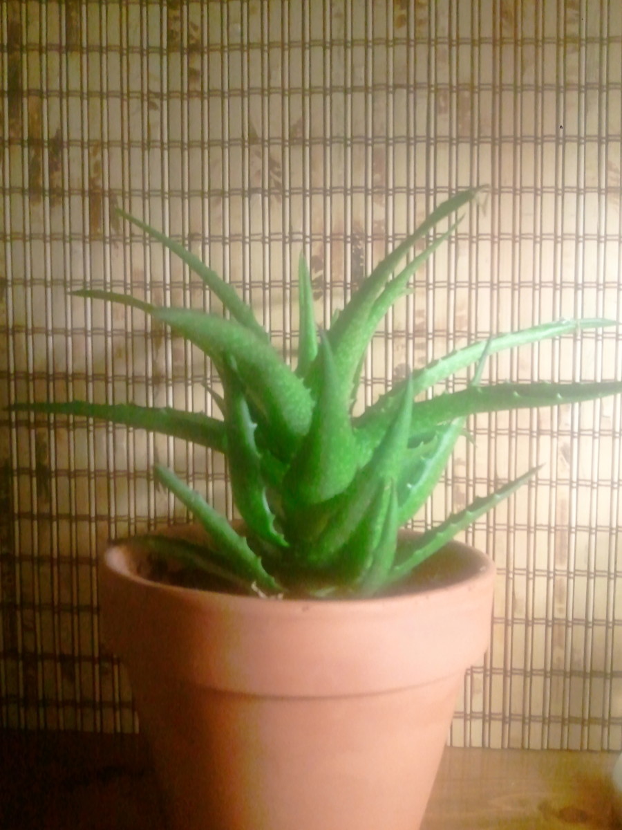Aloe Vera Care Instructions How To Keep Your Aloe Plant Healthy