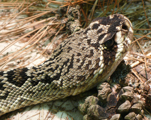 Eastern diamondback rattlesnake.  Public domain.