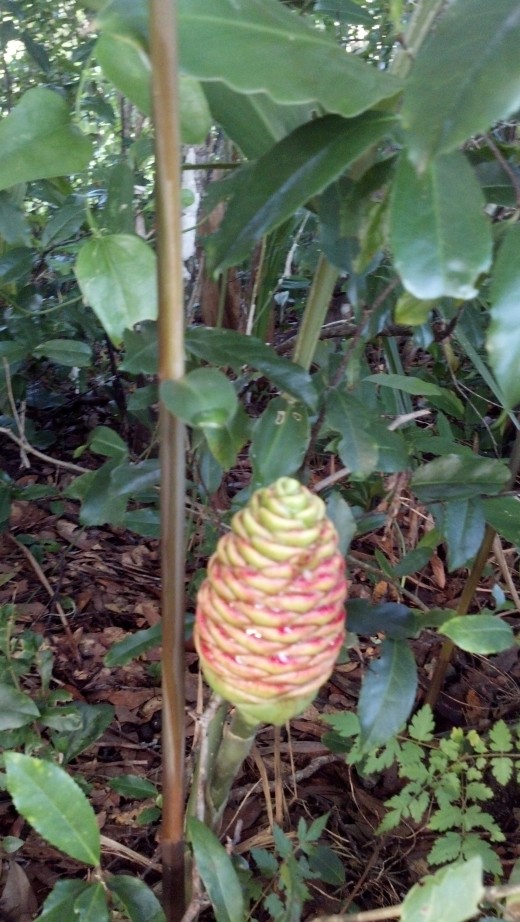 Pinecone Ginger More than Just a Pretty Face in Your Yard