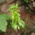 Basil plants grow quickly and yield a lot of leaves.