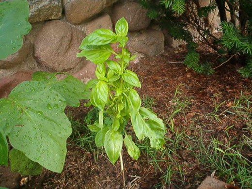 Basil plants grow quickly and yield a lot of leaves.