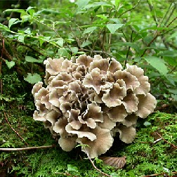Maitake mushroom for cancer treatment