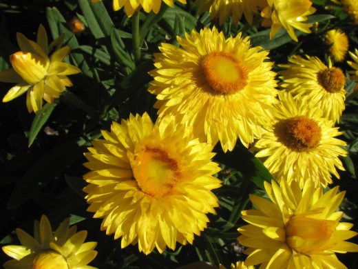 Yellow Paper Daisy Cultivar.