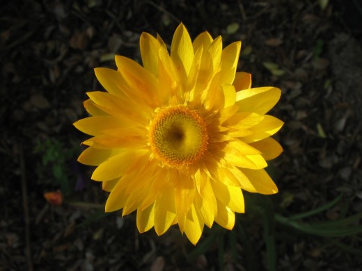 Wild South-East Queensland type Xerochrysum bracteatum Yellow Everlasting Daisy flower.