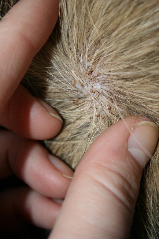 Irritation on a dog's skin caused by flea bites