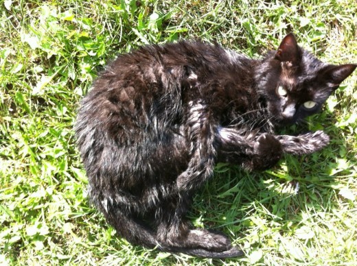 One of our little cats after a nice bath lying on the grass