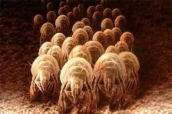 How to Kill Dust Mites the Natural Way