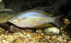 Breeding Information on Rainbowfish