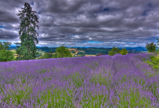 There are many gorgeous Lavender farms in Oregon and this is one of them...the Woodland Farm in Yamhill County.