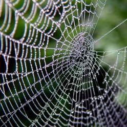 Animal Spirit Guides Meanings: Spider Spirit Guide & Mythology