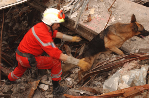 Finding someone in a collapsed building is easy compared to finding information on the net without a search engine.