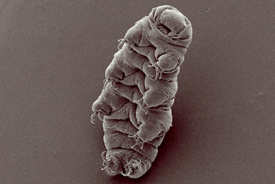  Water bear (tardigrade), Hypsibius dujardini, scanning electron micrograph by Bob Goldstein and Vicky Madden, http://tardigrades.bio.unc.edu/ Author: Rpgch