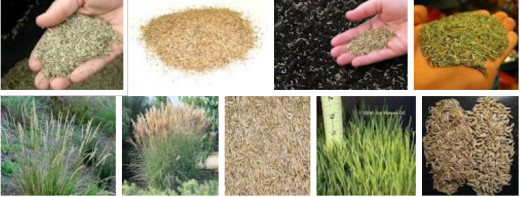 Grass seeds as an alternative to rice and a "Green Wedding" departure idea.