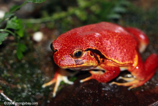 A Tomato Frog