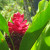 Hawaiian red ginger plant Hawaiian red ginger plant