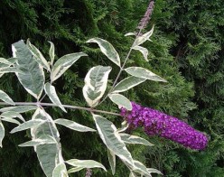 Butterfly Bush Buddleia davidii is a must for butterfly gardens