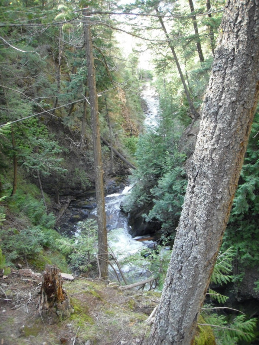 Forest under the falls in Chase Canyon