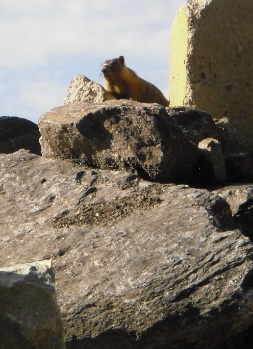 Yellow Bellied Marmot, or Rock Chuck suns himself on warm rocks.