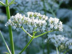 Valerian - an herbal remedy for insomnia and anxiety