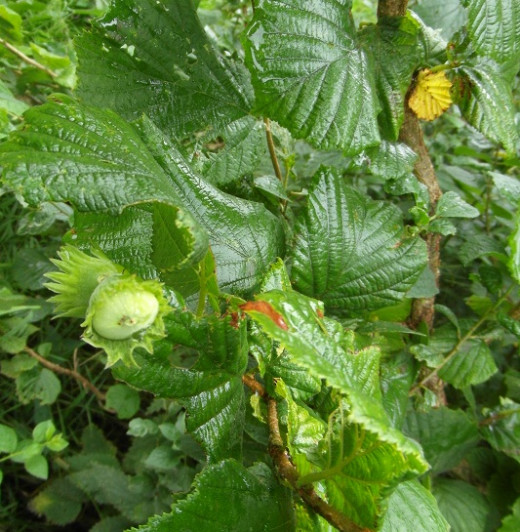 Hazelnuts on tree