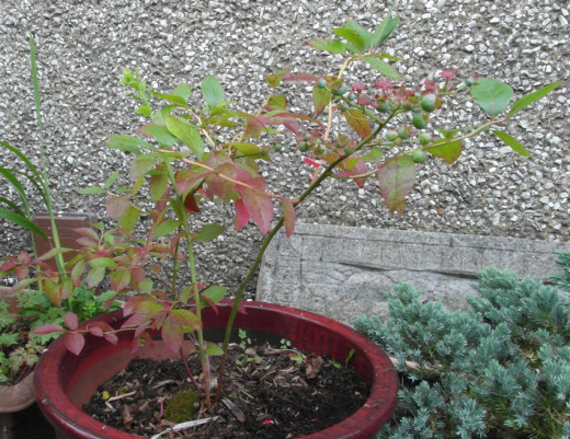 Blueberry grown in a pot