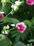 Our Birds and Bees. Help Are We Losing Our Bees?The Love of Nature.