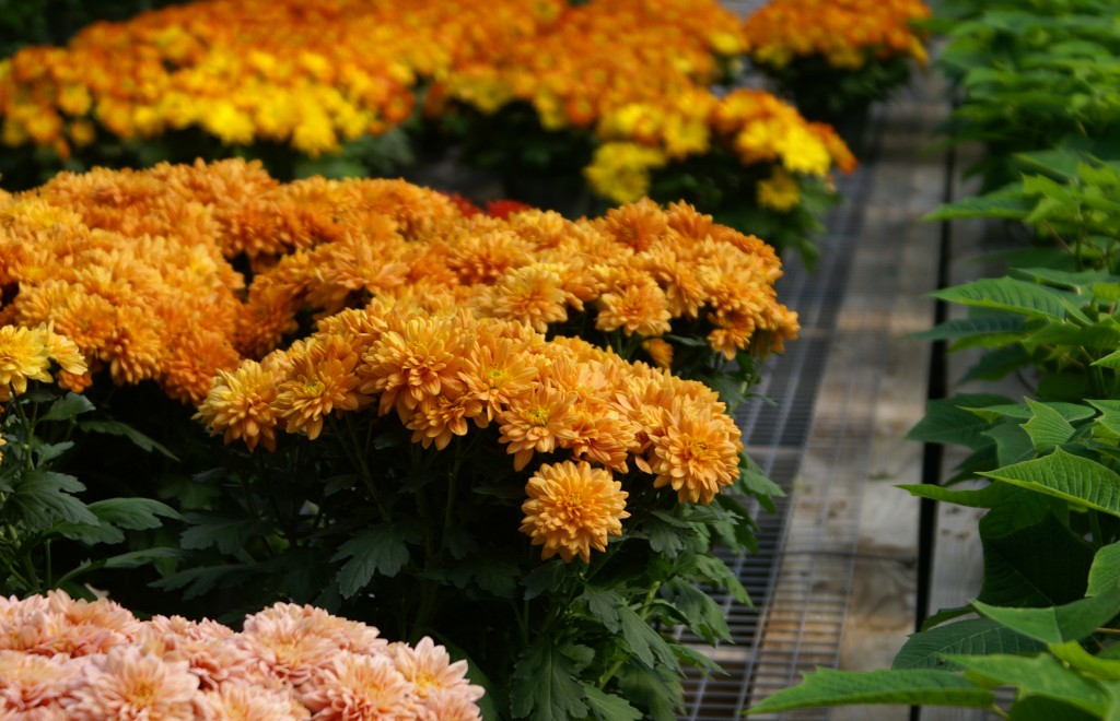 how to care for your fall mums how to care for your fall mums