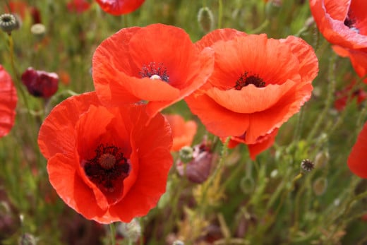 Poppy Flower