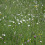 A field of daisy's you pick just one to photograph