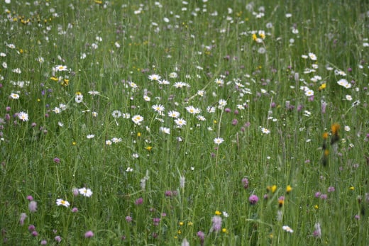 A field of daisy's you pick just one to photograph