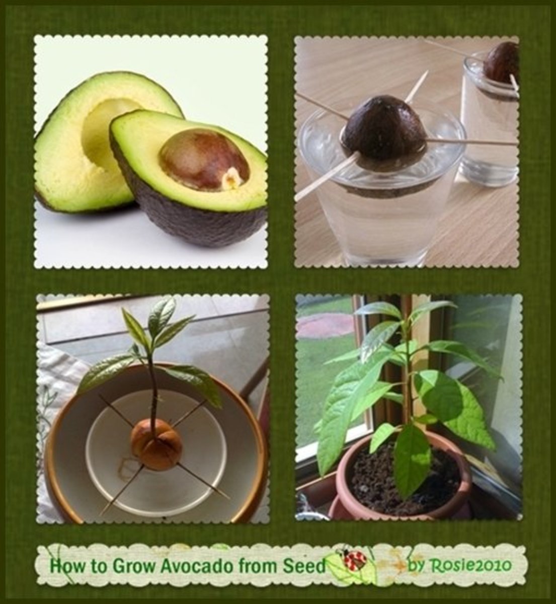 How to Grow Avocado From Seed or Pit Dengarden