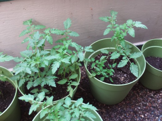 Tomato plants growing up.