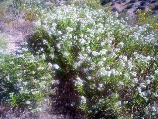 Wild flowers in the San Bernardino Mountains.