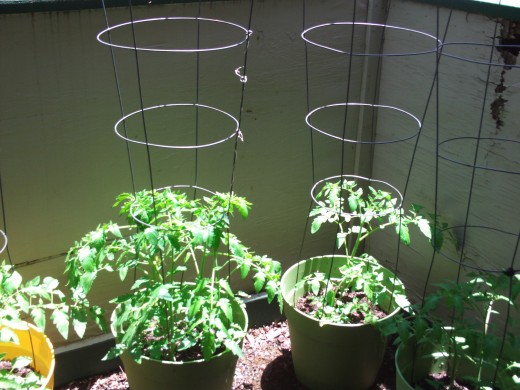 Tomatoes growing in their containers.