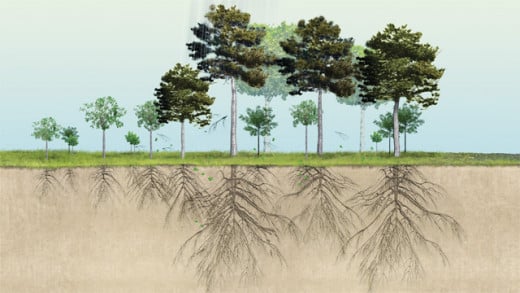 The roots of plants and trees bind the soil together