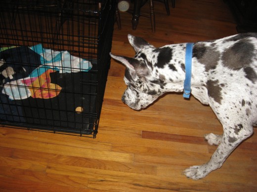Best Dog Crates are sturdy!
