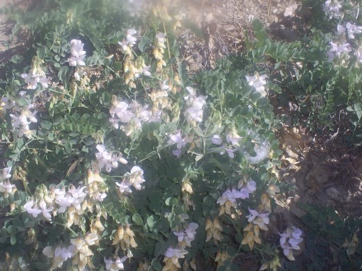 Lupines in bloom in the San Bernardino Mountains.