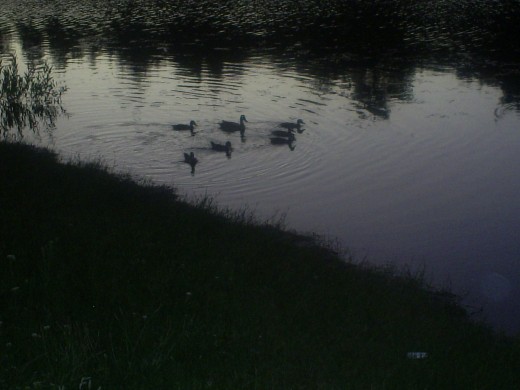 Ducks swimming around at Grass Valley Lake.