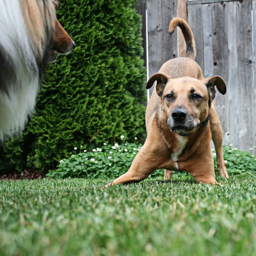 Don't have too much time to play with your dog?