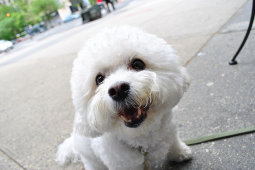 The Bichon Frise