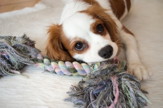 The King Charles Spaniel