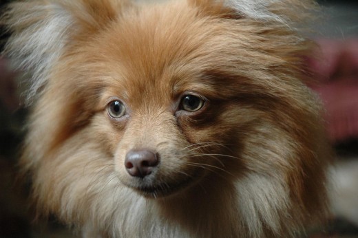 The German Pomeranian Spitz