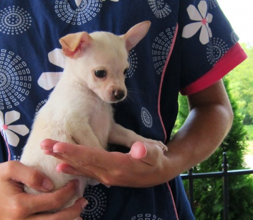 The Chihuahua