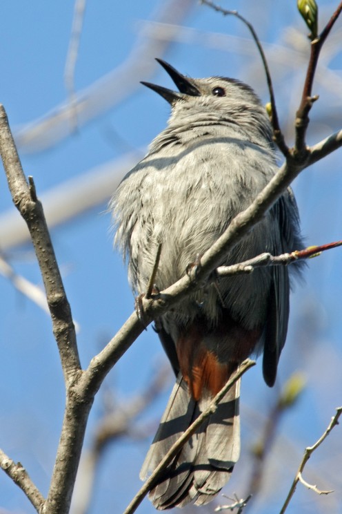 Catbird sitting high above the thickets.