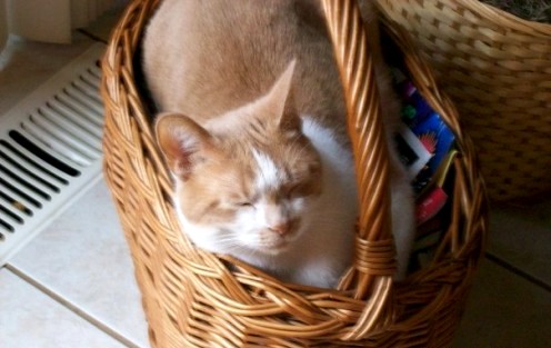 Like I said, Punkin will sleep anywhere!