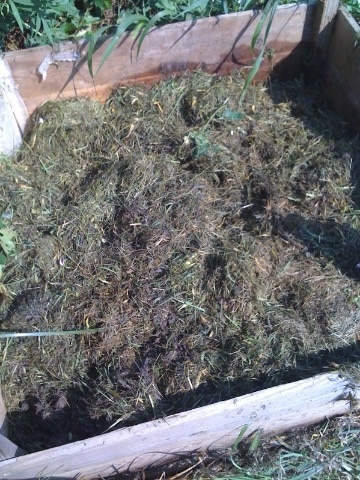 This load of grass clippings should compost in about 2-3 weeks now that it has been mixed in with the previous batch. 