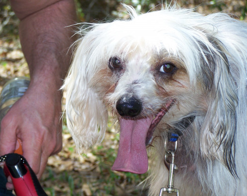 Harry is now my angel dog since he went to heaven in February 2012.  He was such a sweet, loveable dog.  We had him for 11 wonderful years.  